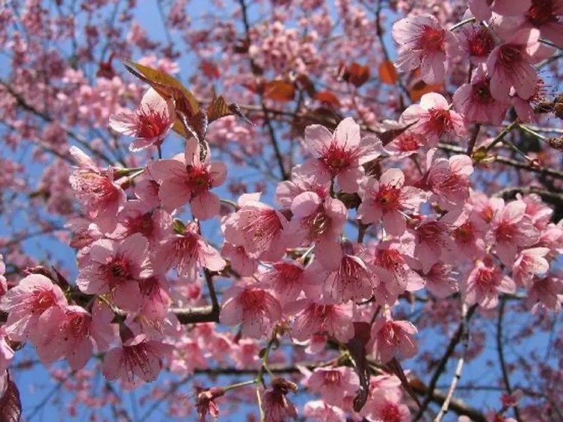 Vad himalájai cseresznye, Prunus cerasoides, fagytűrő, télálló, gyümölcs